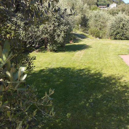 Degli Ulivi *